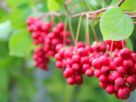 FYTOPHARMA schizandra plod