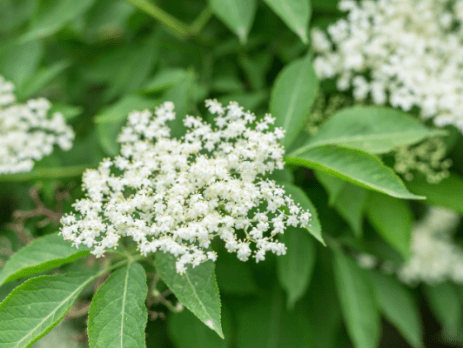 baza čierna (Adoxaceae) prechladnutie, kašeľ, dýchacie cesty, protizápalové, antioxidačné, skrátenie doby liečenia prechladnutia