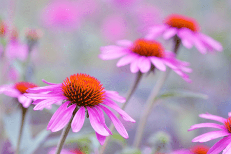 echinacea purpurová (Echinacea purpurea) prechladnutie, dýchacie cesty, akné, antibiotikum