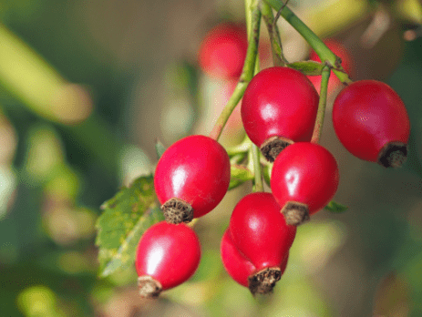 ruža šípová (rosa canina) zdroj vitamínu C, kolagén, liečba infekčných ochorení