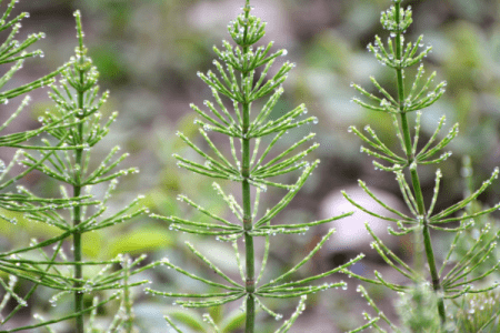 praslička roľná, Equisetum arvense