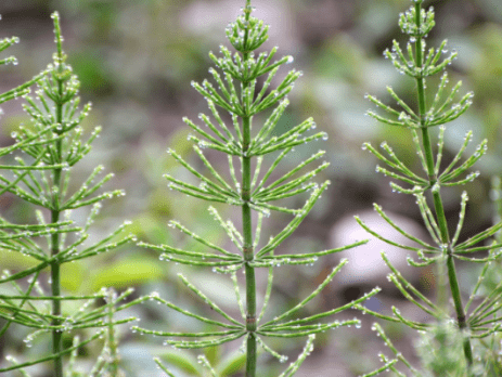 praslička roľná, Equisetum arvense