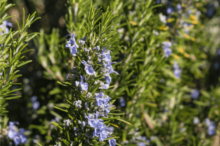 rozmarin lekarsky, Rosmarinus officinalis L.